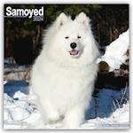 Samoyed Calendar 2024  Square Dog Breed Wall Calendar - 16 Month