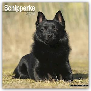 Schipperke Calendar 2024  Square Dog Breed Wall Calendar - 16 Month