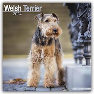Welsh Terrier Calendar 2024  Square Dog Breed Wall Calendar - 16 Month