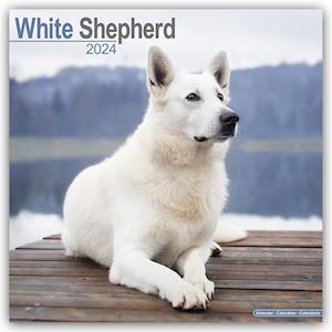 White Shepherd Calendar 2024  Square Dog Breed Wall Calendar - 16 Month