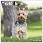 Yorkshire Terrier Calendar 2024  Square Dog Breed Wall Calendar - 16 Month