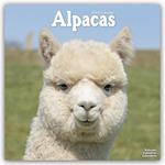 Alpacas Calendar 2024  Square Animal Wall Calendar - 16 Month