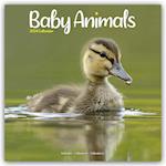Baby Animals Calendar 2024  Square Animal Wall Calendar - 16 Month