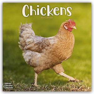 Chickens Calendar 2024  Square Farm Animals & Birds Wall Calendar - 16 Month