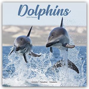 Dolphins Calendar 2024  Square Animal Wall Calendar - 16 Month