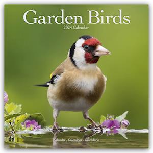 Garden Birds Calendar 2024  Square Birds Wall Calendar - 16 Month