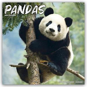 Pandas - Pandabären 2024 - 16-Monatskalender