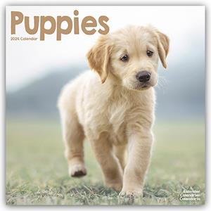 Puppies Calendar 2024  Square Animal Wall Calendar - 16 Month
