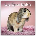 Rabbits - Lop Eared Calendar 2024  Square Animal Wall Calendar - 16 Month