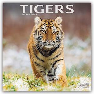 Tigers Calendar 2024  Square Wildlife Safari Big Cats Wall Calendar - 16 Month