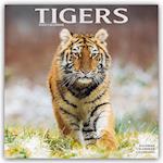 Tigers Calendar 2024  Square Wildlife Safari Big Cats Wall Calendar - 16 Month