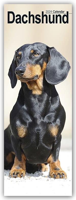 Dachshund Slim Calendar 2024  Dog Breed Slimline Calendar - 12 Month