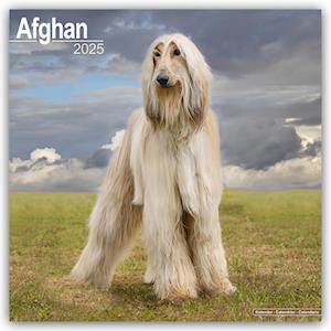 Afghan Calendar 2025 Square Dog Breed Wall Calendar - 16 Month