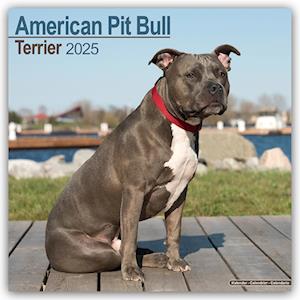 American Pit Bull Terrier Calendar 2025 Square Dog Breed Wall Calendar - 16 Month