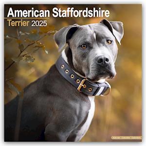 American Staffordshire Terrier Calendar 2025 Square Dog Breed Wall Calendar - 16 Month