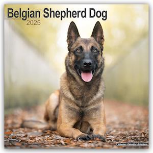 Belgian Shepherd Dog Calendar 2025 Square Dog Breed Wall Calendar - 16 Month