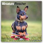 Miniature Pinscher Calendar 2025 Square Dog Breed Wall Calendar - 16 Month