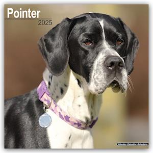 Pointer Calendar 2025 Square Dog Breed Wall Calendar - 16 Month