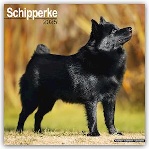 Schipperke 2025 - 16-Monatskalender