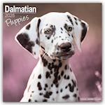 Dalmatian Puppies Calendar 2025 Square Dog Puppy Breed Wall Calendar - 16 Month