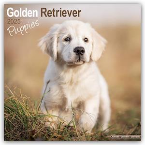 Golden Retriever Puppies Calendar 2025 Square Dog Puppy Breed Wall Calendar - 16 Month