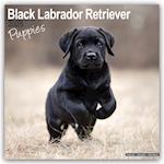 Black Labrador Puppies Calendar 2025 Square Dog Puppy Breed Wall Calendar - 16 Month