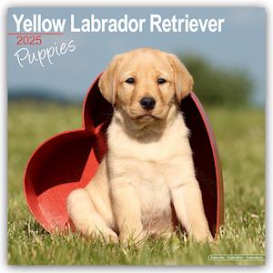 Yellow Labrador Puppies Calendar 2025 Square Dog Puppy Breed Wall Calendar - 16 Month