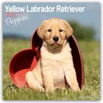 Yellow Labrador Puppies Calendar 2025 Square Dog Puppy Breed Wall Calendar - 16 Month