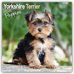 Yorkshire Terrier Puppies Calendar 2025 Square Dog Puppy Breed Wall Calendar - 16 Month