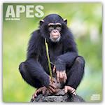 Apes Calendar 2025 Square Animal Wall Calendar - 16 Month