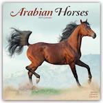 Arabian Horses Calendar 2025 Square Horses Wall Calendar - 16 Month