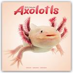 Axolotls Calendar 2025 Square Animal Wall Calendar - 16 Month