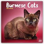 Cats - Burmese Calendar 2025 Square Cat Wall Calendar - 16 Month