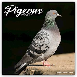 Pigeons Calendar 2025 Square Birds Wall Calendar - 16 Month