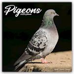 Pigeons Calendar 2025 Square Birds Wall Calendar - 16 Month