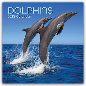 Dolphins - Delfine - Delphine 2025 - 12-Monatskalender