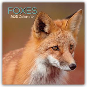 Foxes - Füchse 2025 - 16-Monatskalender