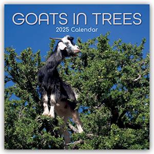 Goats in Trees - Ziegen auf Bäumen 2025 - 16-Monatskalender