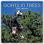 Goats in Trees - Ziegen auf Bäumen 2025 - 16-Monatskalender