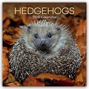 Hedgehogs - Igel 2025 - 16-Monatskalender