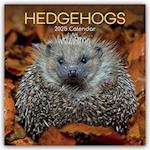 Hedgehogs - Igel 2025 - 16-Monatskalender