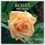 Roses - Rosen 2025 - 16-Monatskalender