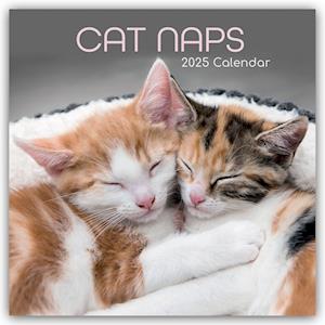 Cat Naps - Träumende Katzen 2025 - 12-Monatskalender