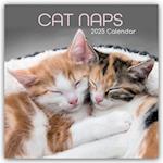 Cat Naps - Träumende Katzen 2025 - 12-Monatskalender