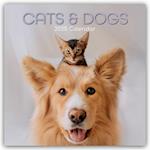 Cats & Dogs - Katzen & Hunde 2025 - 12-Monatskalender