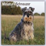 Schnauzer Miniature 2023 Wall Calendar