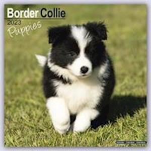 Border Collie Puppies - Border Collie Welpen 2023 - 16-Monatskalender