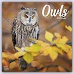 Owls - Eulen 2023 - 16-Monatskalender