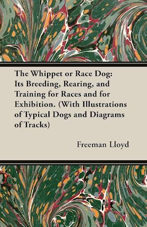 The Whippet or Race Dog