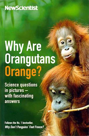 Why are Orangutans Orange?